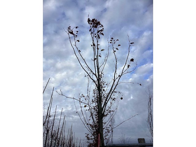 Gewone plataan - laanboom (2x) - afbeelding 3 van  3