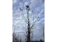 Gewone plataan - laanboom (2x) - afbeelding 3 van  3