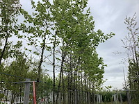 Gewone plataan - laanboom - afbeelding 1 van  2