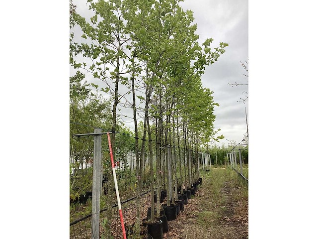 Gewone plataan - laanboom - afbeelding 2 van  2