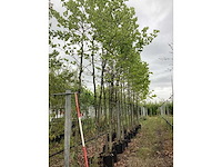 Gewone plataan - laanboom - afbeelding 2 van  2