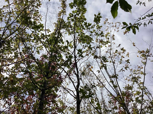 Gewone plataan - laanboom - afbeelding 1 van  2