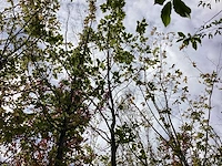 Gewone plataan - laanboom