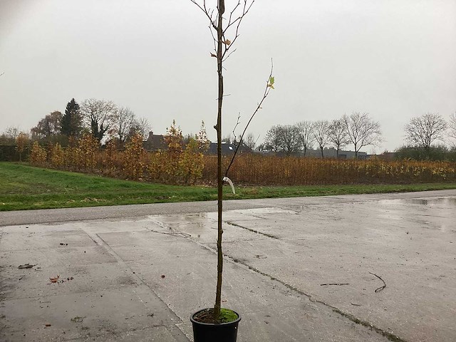 Gewone plataan - parkboom (3x) - afbeelding 1 van  2