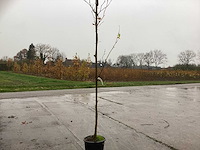 Gewone plataan - parkboom (3x) - afbeelding 1 van  2