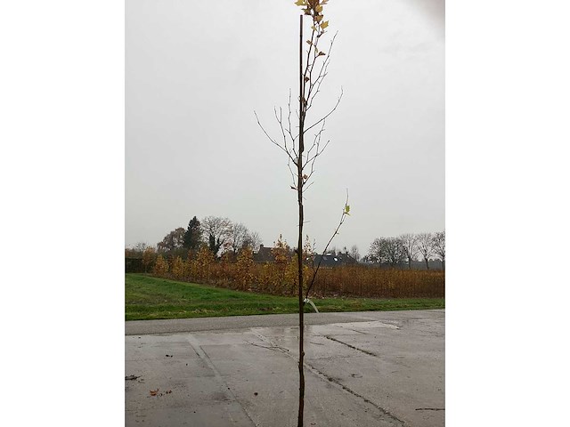 Gewone plataan - parkboom (3x) - afbeelding 2 van  2