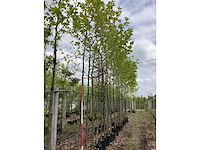 Gewone plataan - parkboom (3x) - afbeelding 2 van  3