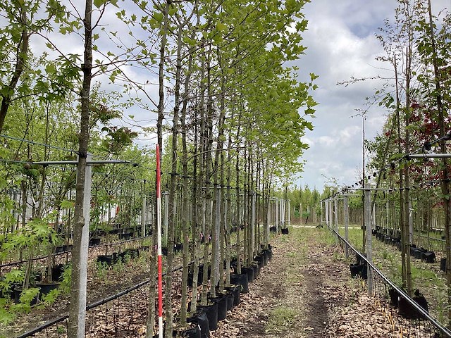 Gewone plataan - parkboom (3x) - afbeelding 1 van  3