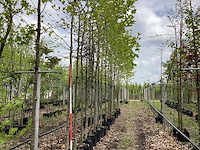 Gewone plataan - parkboom (3x) - afbeelding 1 van  3