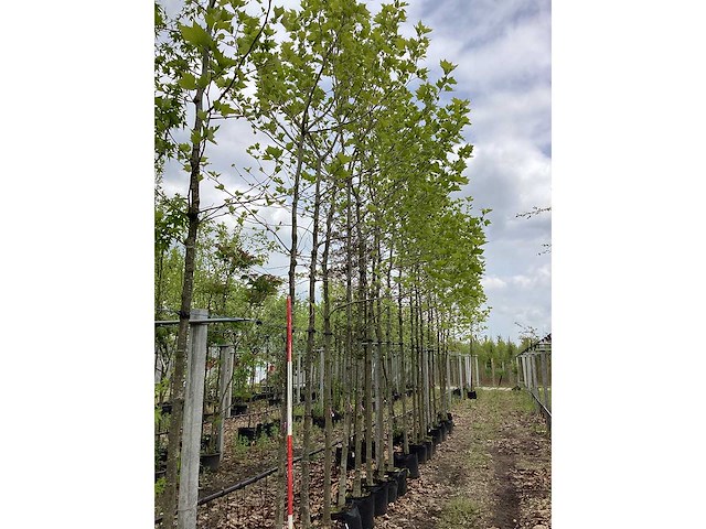 Gewone plataan - parkboom (3x) - afbeelding 2 van  3