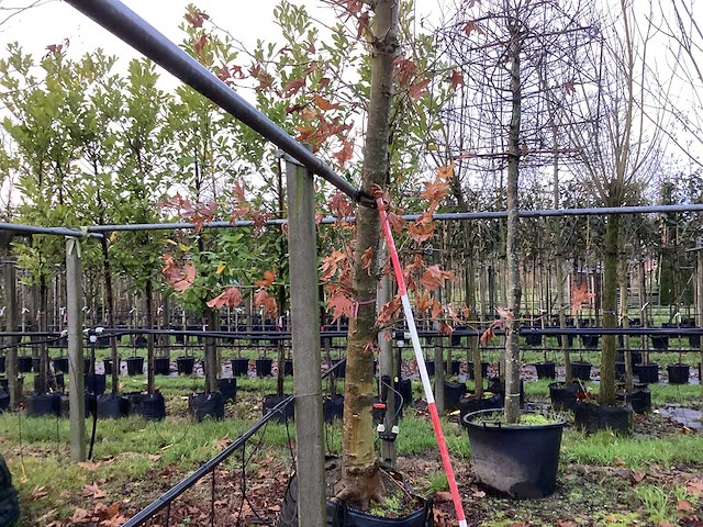 Gewone plataan - parkboom - afbeelding 1 van  3