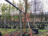 Gewone plataan - parkboom - afbeelding 1 van  3