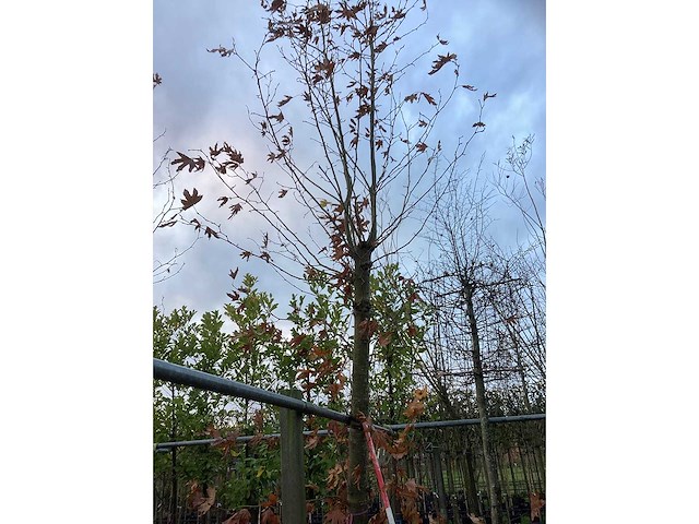 Gewone plataan - parkboom - afbeelding 2 van  3