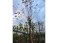 Gewone plataan - parkboom - afbeelding 2 van  3