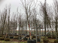 Gewone plataan - parkboom - afbeelding 1 van  3