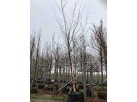 Gewone plataan - parkboom - afbeelding 2 van  3