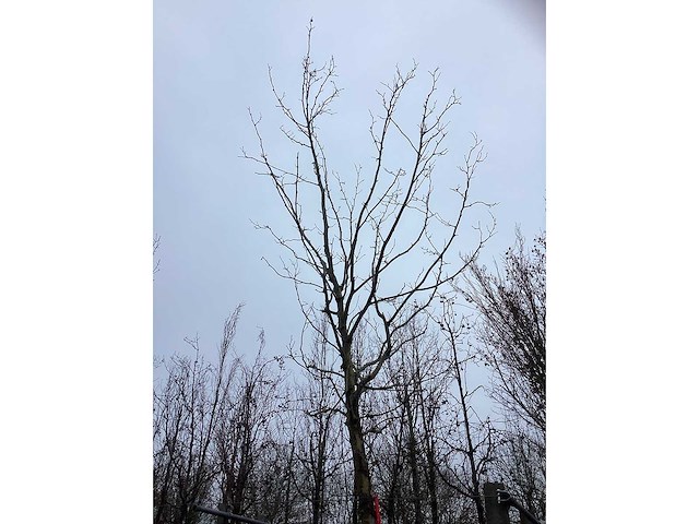 Gewone plataan - parkboom - afbeelding 3 van  3