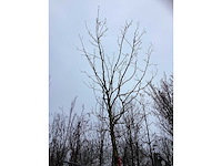 Gewone plataan - parkboom - afbeelding 3 van  3