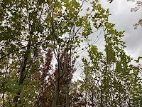 Gewone plataan - parkboom