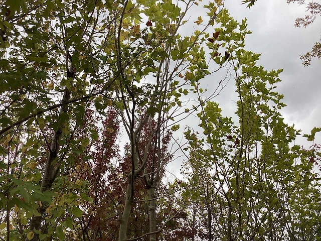 Gewone plataan - parkboom - afbeelding 1 van  2