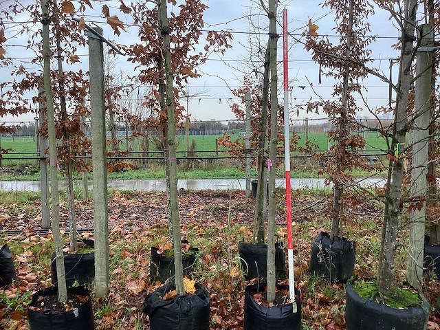 Gewone plataan - sierbomen (2x) - afbeelding 1 van  3