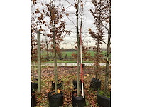 Gewone plataan - sierbomen (2x) - afbeelding 2 van  3