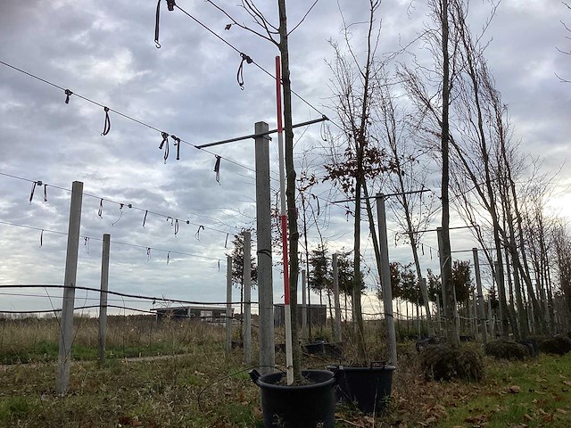 Gewone plataan - sierboom (2x) - afbeelding 1 van  3