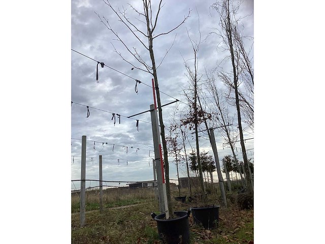 Gewone plataan - sierboom (2x) - afbeelding 2 van  3