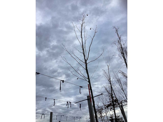 Gewone plataan - sierboom (2x) - afbeelding 3 van  3