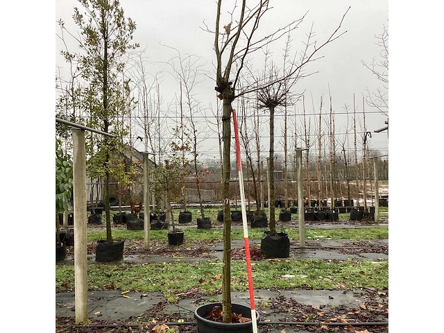 Gewone plataan - sierboom (2x) - afbeelding 1 van  3