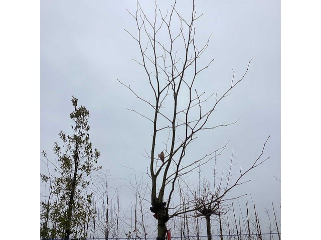 Gewone plataan - sierboom (2x) - afbeelding 3 van  3