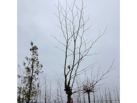 Gewone plataan - sierboom (2x) - afbeelding 3 van  3