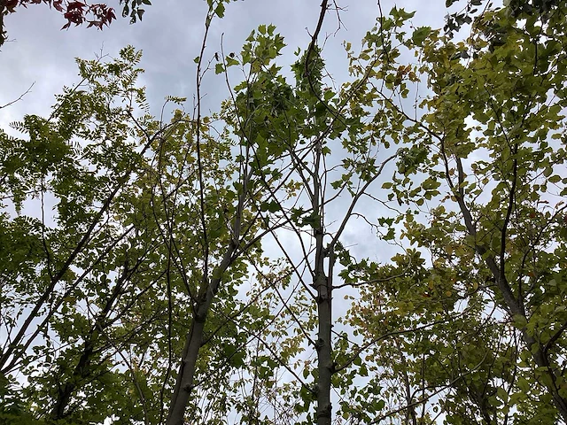 Gewone plataan - sierboom - afbeelding 1 van  3