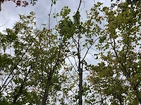 Gewone plataan - sierboom