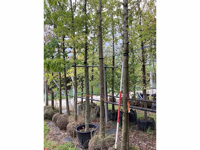 Gewone plataan - sierboom - afbeelding 3 van  3