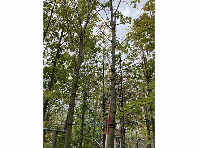 Gewone plataan - sierboom - afbeelding 2 van  3