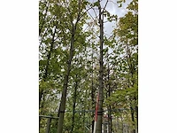 Gewone plataan - sierboom - afbeelding 2 van  3