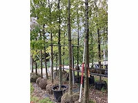 Gewone plataan - sierboom - afbeelding 3 van  3