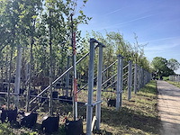 Gewone plataan - topiary tree (5x) - afbeelding 1 van  2