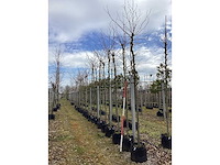 Gewone plataan - vormbomen (5x) - afbeelding 2 van  2