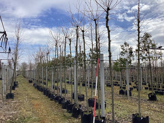 Gewone plataan - vormbomen - afbeelding 1 van  2