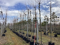 Gewone plataan - vormboom (10x) - afbeelding 1 van  2