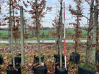 Gewone plataan - vormboom - afbeelding 1 van  3