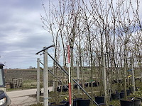 Gewone plataan - vormboom - afbeelding 1 van  2