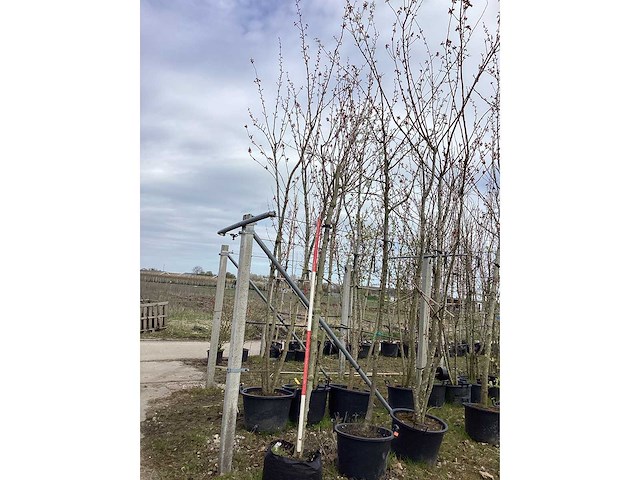 Gewone plataan - vormboom - afbeelding 2 van  2