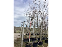 Gewone plataan - vormboom - afbeelding 2 van  2