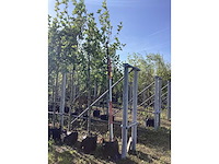 Gewone plataan - vormboom - afbeelding 2 van  2