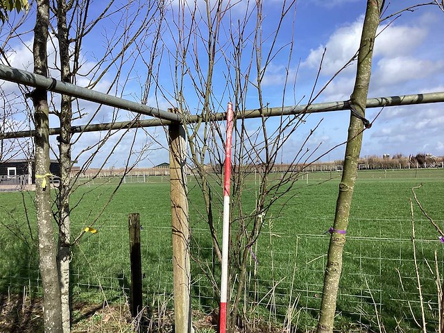 Gewone sering - meerstammige boom - afbeelding 1 van  2