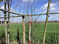 Gewone sering - meerstammige boom - afbeelding 1 van  2