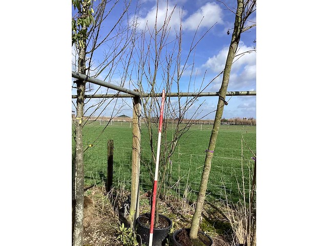 Gewone sering - meerstammige boom - afbeelding 2 van  2